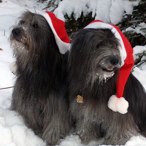 39 Die Weihnachtshunde 2008